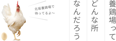 北坂養鶏場ってどんな所なんだろう